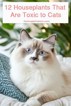 a white cat with blue eyes sitting on top of a blanket next to a potted plant