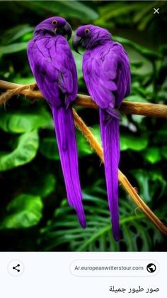 two purple birds sitting on top of a tree branch