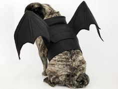 a dog dressed up in a bat costume