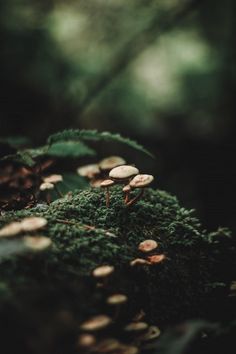 small mushrooms growing on the side of a moss covered tree