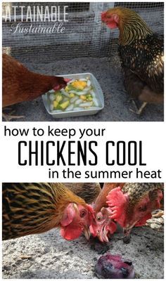 chickens are eating food out of a plate on the ground with text overlay that reads how to keep your chickens cool in the summer heat