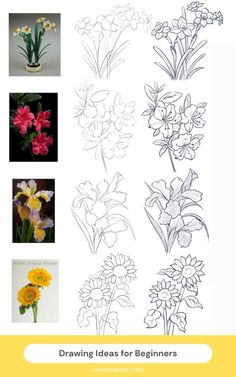 some flowers are drawn in different ways