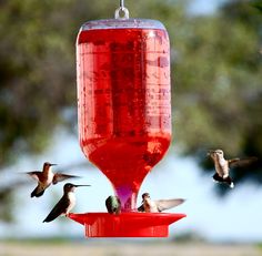 hummingbirds are flying around a red bird feeder