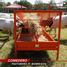 cows eating hay in an orange cage on the grass with red metal bars around them