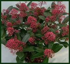 a plant with pink flowers and green leaves