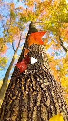 a tree with leaves on it in the middle of an autumn forest, looking up into the sky