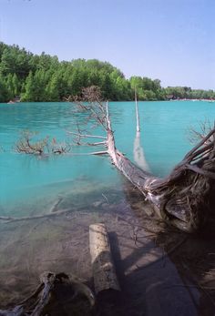 a fallen tree in the middle of a lake with blue water and trees around it