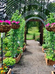 a garden filled with lots of different types of plants