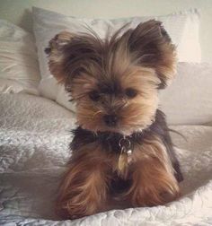 a small brown dog sitting on top of a bed