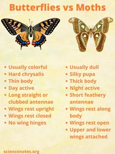 butterflies and moths with the words butterflies vs moths