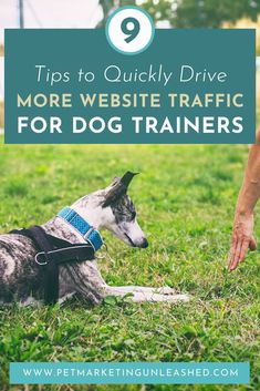 a dog wearing a harness with the title 9 tips to quickly drive more website traffic for dog trainers