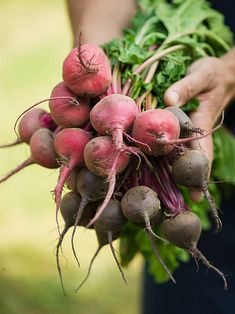 a person holding a bunch of radishes in their hands