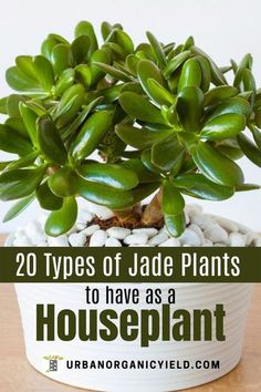 a potted plant with white rocks in it and the words 20 types of jade plants to have as a houseplant