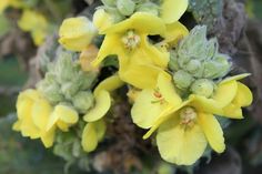 yellow flowers blooming on the side of a tree branch in an area that is green and brown