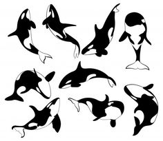 the silhouettes of dolphins in different positions and colors on a white background stock photo