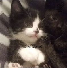 a black and white cat laying on top of a bed next to a kitten paw