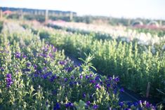 rows of lavender plants in a field with blue and purple flowers on the tops,