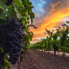 a bunch of grapes hanging from a vine in the vineyard at sunset or sunrise time