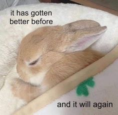 a rabbit sleeping on top of a blanket with the caption it has gotten better before and it will again