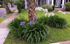 blue and white flowers in front of a house with palm tree on the side walk