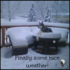 a dog sitting on top of a wooden bench covered in snow with the caption, finally some nice weather