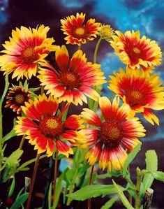 yellow and red flowers with green stems in front of a blue background, close up