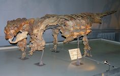 a dinosaur skeleton on display in a museum