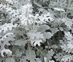 some very pretty plants with snow on them