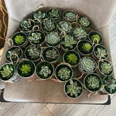 a bunch of succulents are arranged in small pots on a chair cushion