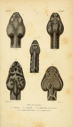 an old book with drawings of different types of snakes on it's pages, including the head and shoulders