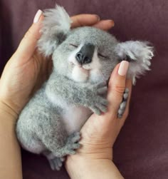 a person holding a stuffed koala bear in their hands with it's eyes closed