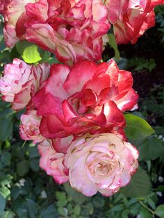 red and white roses are in the middle of green leaves