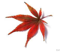 a red maple leaf on a white background