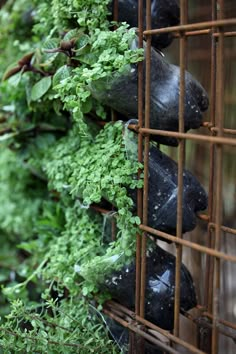 a bunch of plants that are growing on a wall in a cage with rusted iron bars