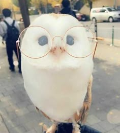 an owl with glasses sitting on top of a person's hand in the street