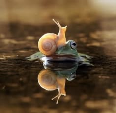 a snail is sitting on top of the water