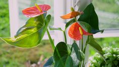 the flowers are blooming on the window sill