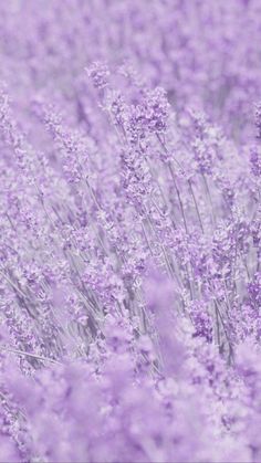 purple flowers are growing in the field