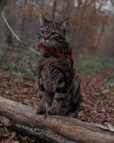 a cat with a red collar sitting on a log in the woods next to a leash