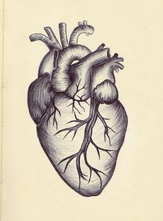 a drawing of a human heart on a piece of paper that is drawn in pencil