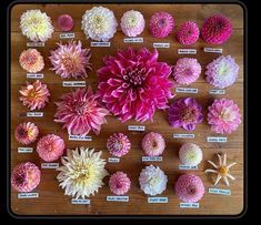 a bunch of flowers that are sitting on a wooden table with labels in front of them