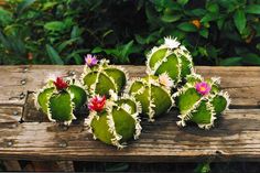 several green cactus plants with pink flowers sitting on a wooden bench