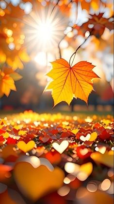 an autumn leaf is shown in the foreground with many hearts scattered around it and sunlight shining through the leaves