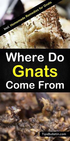 there are some food that is on the plate and in front of it with words where do gnats come from?