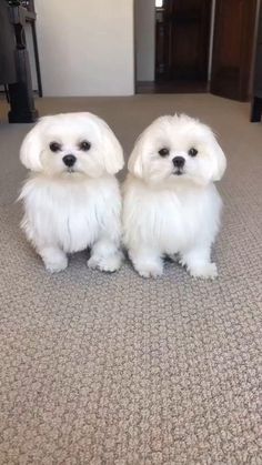 two small white dogs standing next to each other