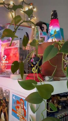 a plant is growing on top of a shelf in a room with many other items