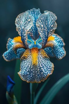 a blue and white flower with yellow stamens