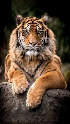 a large tiger laying on top of a tree branch in front of a dark background