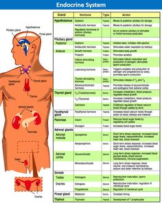 Endocrine System Pressure Quotes, Clinical Chemistry, Hypertension Diet, Endocannabinoid System, Nurse Rock, Nursing Tips, Nursing Study, Endocrine System, E Mc2