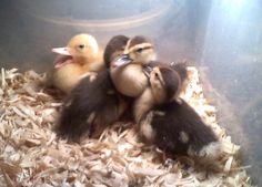 three ducklings are sitting in a pile of wood shavings